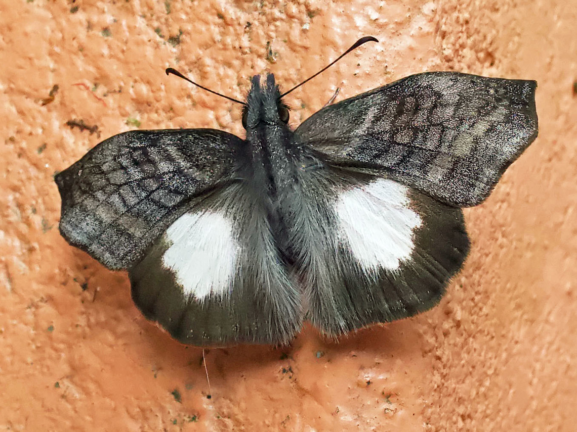Theagenes aegides Valle Del Cauca<br />
2100 Theagenes aegides,White-centred Bent Skipper