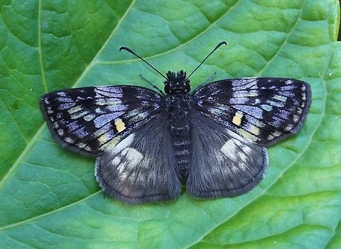Potamanaxas laoma Valle Del Cauca
2100m Potamanaxas laoma