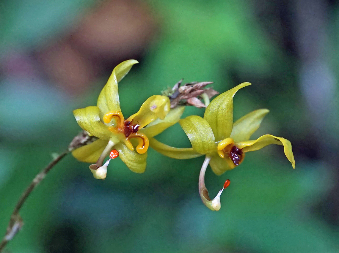 Oncidium sergii Calima, Valle Del Cauca<br />
1400m Oncidium sergii