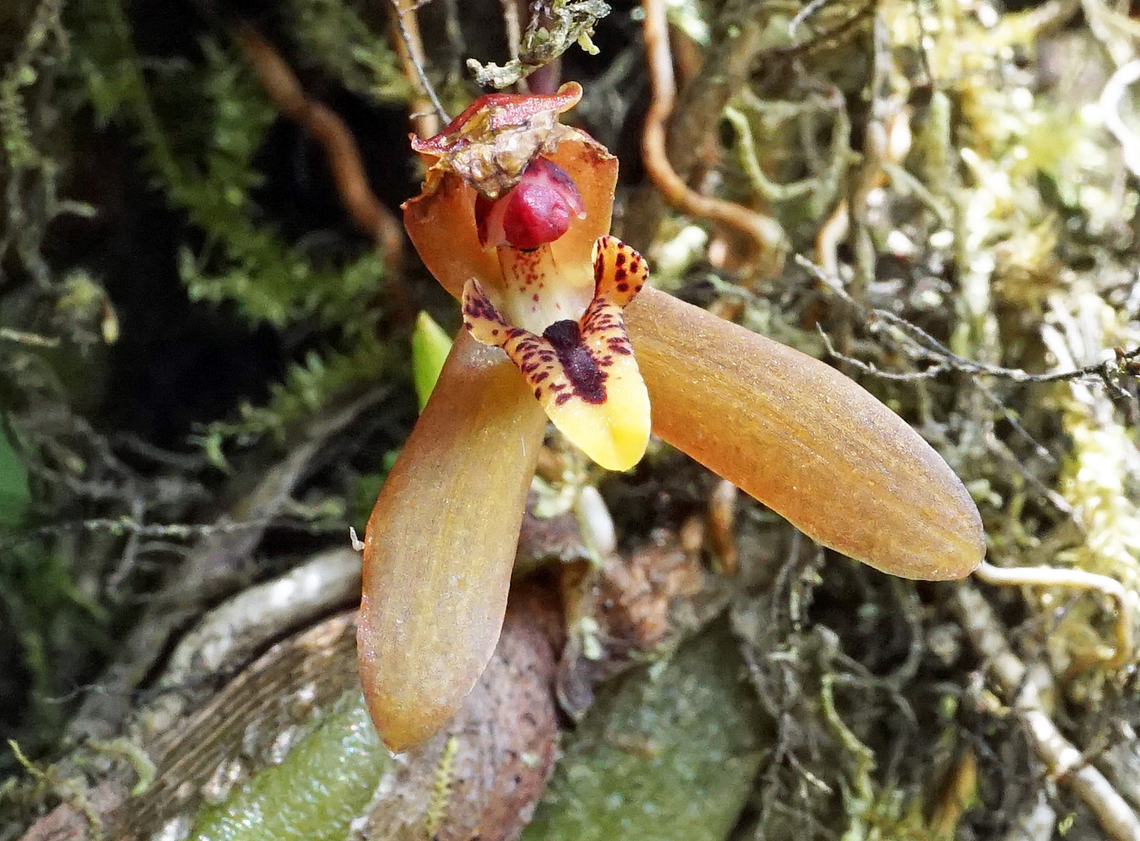 Maxillaria rufescens Calima, Valle Del Cauca<br />
1400m Maxillaria rufescens