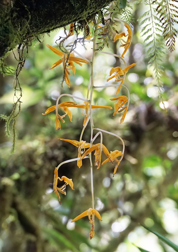 Gongora gratulabunda Calima, Valle del Cauca<br />
1400m  Gongora gratulabunda