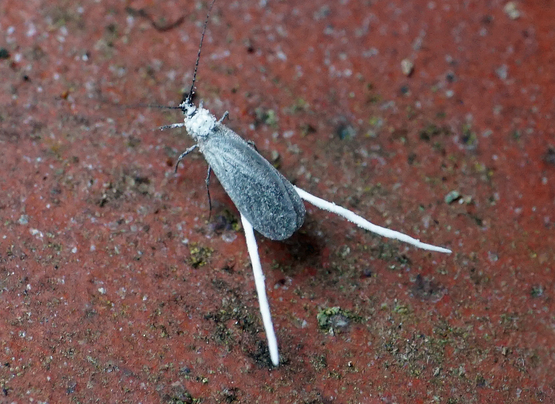 Coccoidea Male Scale Insect<br />
Dapa, Valle del Cauca<br />
2100m