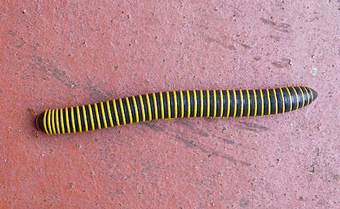 Anadenobolus monilicornis Dapa, Valle Del Cauca
12cm long Anadenobolus monilicornis
