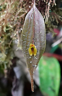 Lepanthes montezumae Risaralda Department Lepanthes montezumae