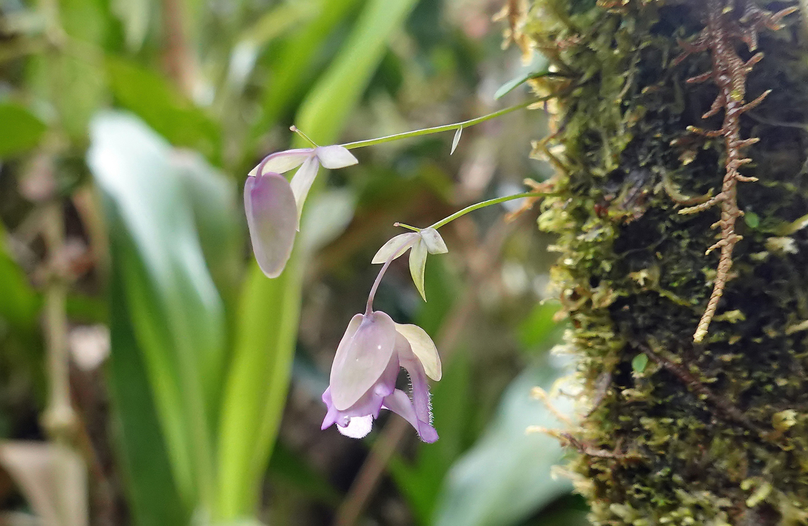 Family: Urticaceae Tatam&aacute; National Park, Risaralda Department<br />
1400m