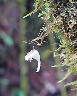 Utriculatria jamesoniana Tatamá National Park, Risaralda Department
1400m Utricularia jamesoniana,Utriculatria jamesoniana
