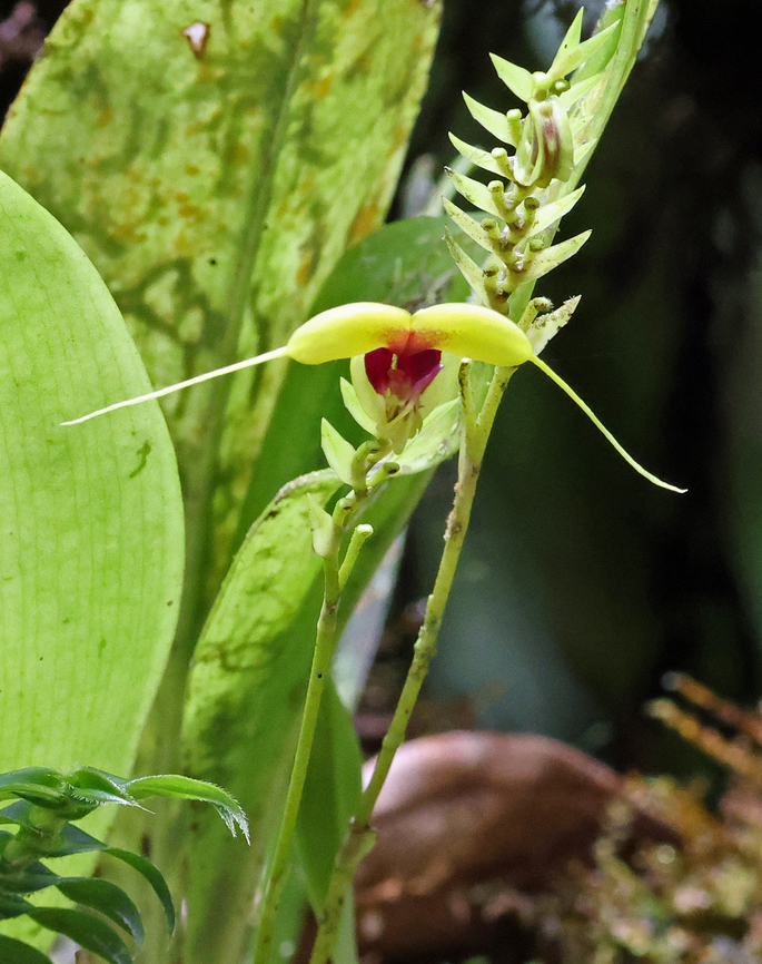 Scaphosepalum grande Risaralda Department<br />
1300m Scaphosepalum grande