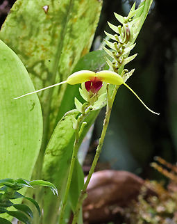 Scaphosepalum grande Risaralda Department
1300m Scaphosepalum grande