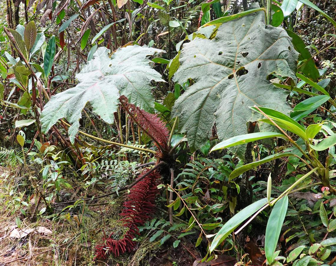 Gunnera magnifica Tatam&aacute; National Park, Risaralda Department<br />
1400m Gunnera magnifica