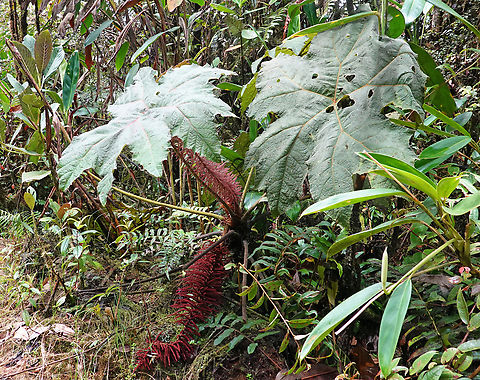 Gunnera magnifica Tatamá National Park, Risaralda Department
1400m Gunnera magnifica