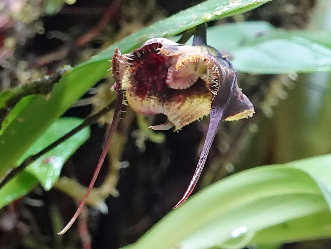 Dracula carcinopsis Tatam&aacute; National Park, Risaralda Department<br />
1400m Dracula carcinopsis