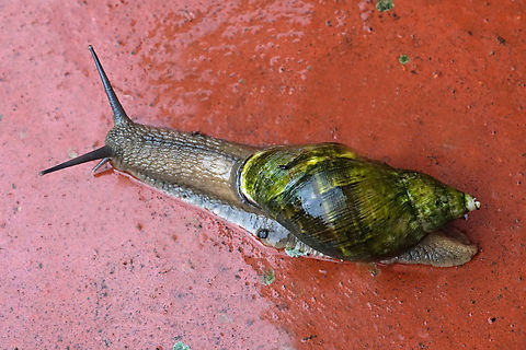 Hemibulimus dennisoni