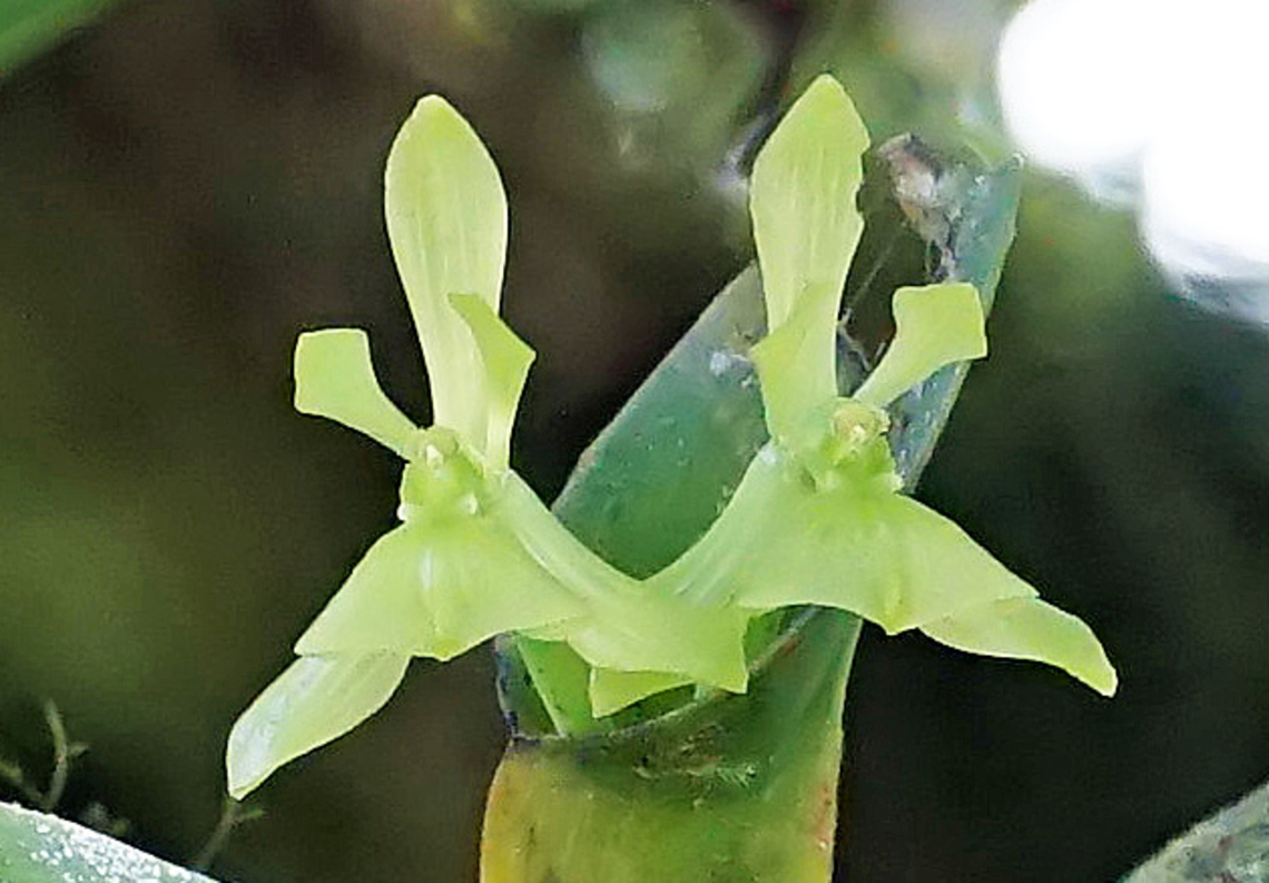 Epidendrum andrei Rio Bravo Reserve<br />
Valle del Cauca Andre's Epidendrum,Epidendrum andrei