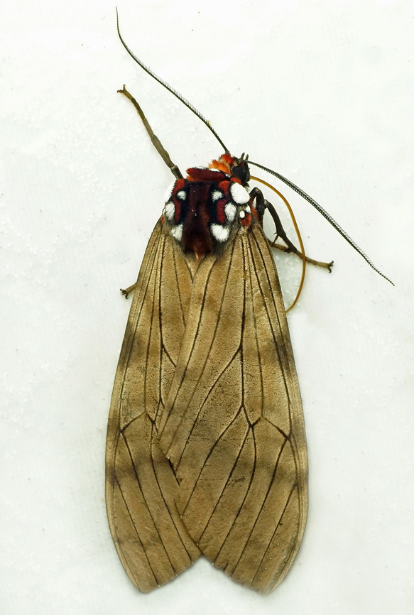 Praeamastus albipuncta Valle del Cauca<br />
2100m Praeamastus albipuncta,Praemastus albipuncta