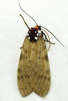 Praeamastus albipuncta Valle del Cauca
2100m Praeamastus albipuncta,Praemastus albipuncta