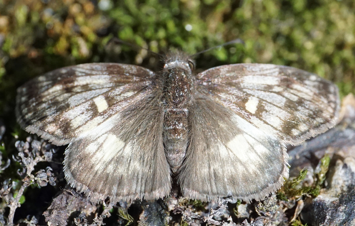Potamanaxas andraemon Dapa, Valle del Cauca<br />
2100m Andraemon Skipper,Potamanaxas andraemon