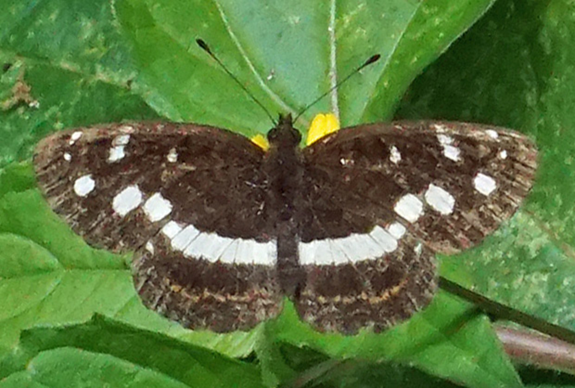 Janatella fellula Dapa, Valle del Cauca<br />
2100m Colombian Crescent,Janatella fellula