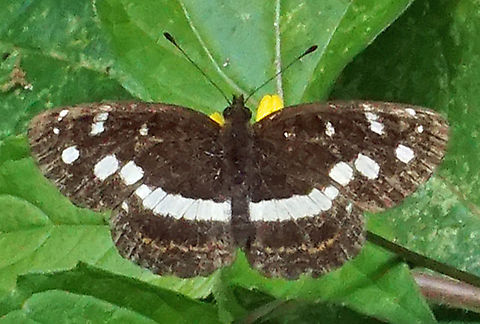 Janatella fellula Dapa, Valle del Cauca
2100m Colombian Crescent,Janatella fellula