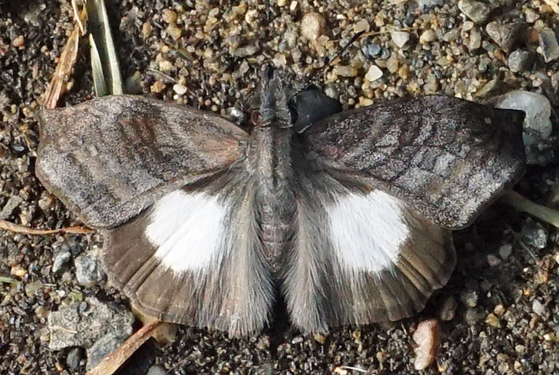 Theagenes albiplaga Dapa, Valle del Cauca<br />
2100m Theagenes albiplaga