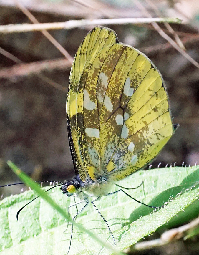 Dismorphia mirandola Dapa, Valle del Cauca<br />
2100m Dismorphia mirandola