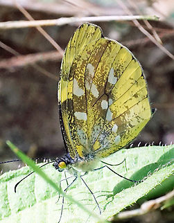Dismorphia mirandola Dapa, Valle del Cauca
2100m Dismorphia mirandola