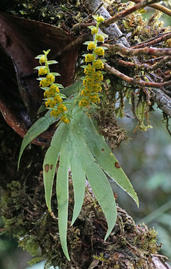Ornithocephalus dalstroemii Dapa, Valle del Cauca<br />
2000m Ornithocephalus dalstroemii