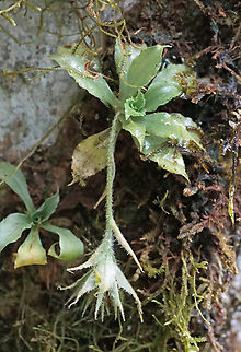 Eurystyles cotyledon Dapa, Valle del Cauca
2000m Eurystyles cotyledon