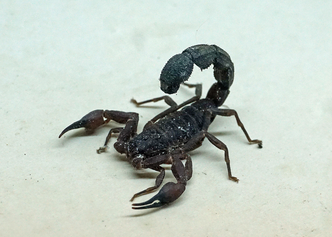 Tityus forcipula Dapa, Valle del Cauca<br />
2100m Tityus forcipula