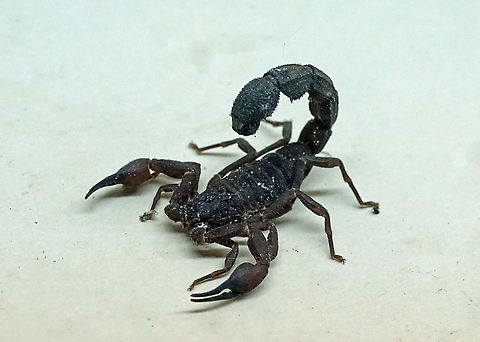 Tityus forcipula Dapa, Valle del Cauca
2100m Tityus forcipula