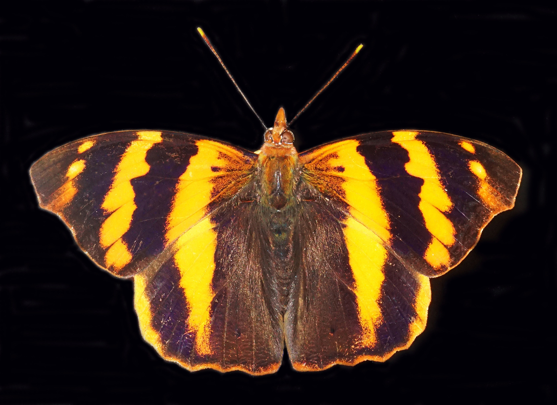 Epiphile chrysites Dapa, Valle del Cauca<br />
2100m Chrysites Banner,Epiphile chrysites