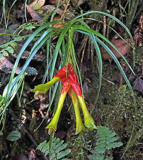 Guzmania pearcei Valle del Cauca Guzmania pearcei