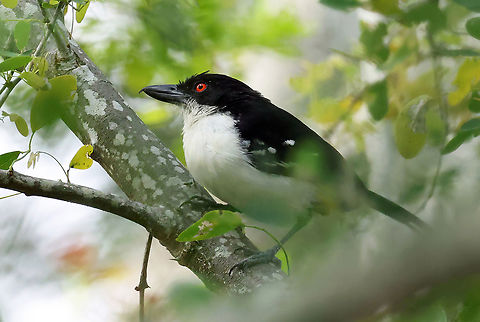 Great Antshrike Valle del Cauca Great antshrike,Taraba major