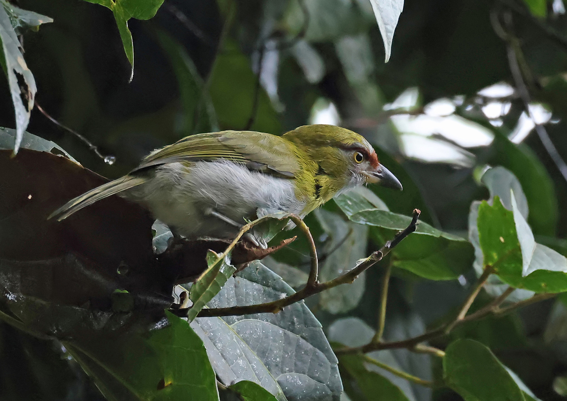 Black-billed Peppershrike Dapa, Valle del Cauca<br />
2050m Black-billed peppershrike,Cyclarhis nigrirostris