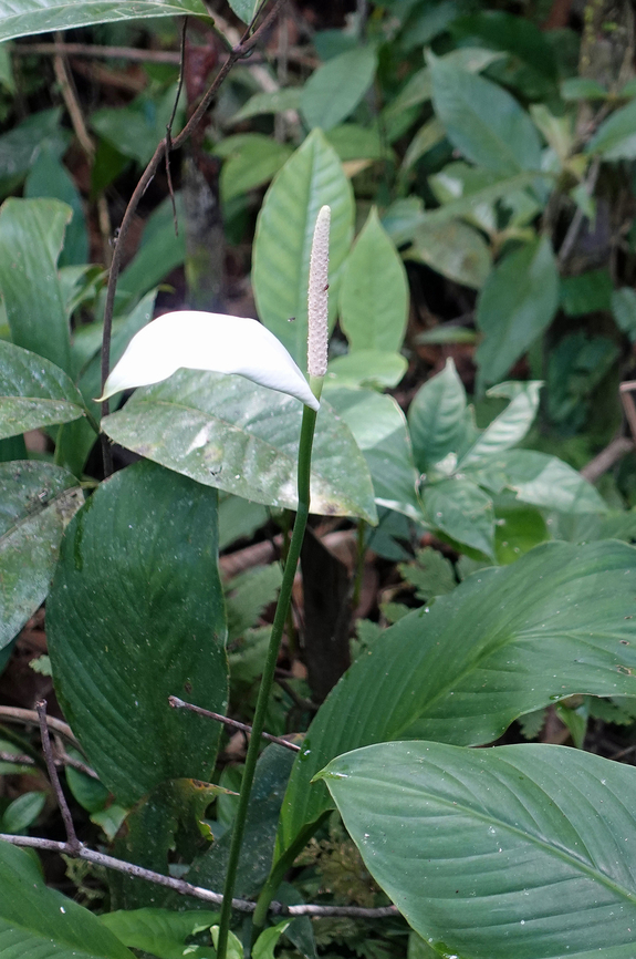 Spathiphyllum cannifolium Mit&uacute;, Vaupes Department Spatheflower,Spathiphyllum cannifolium
