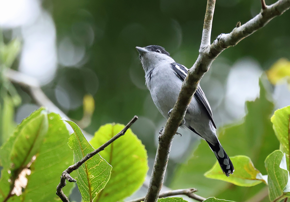 White-winged Becard Valle del Cauca, 2000m Pachyramphus polychopterus,White-winged becard
