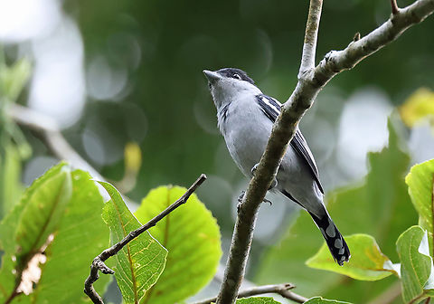 White-winged Becard Valle del Cauca, 2000m Pachyramphus polychopterus,White-winged becard