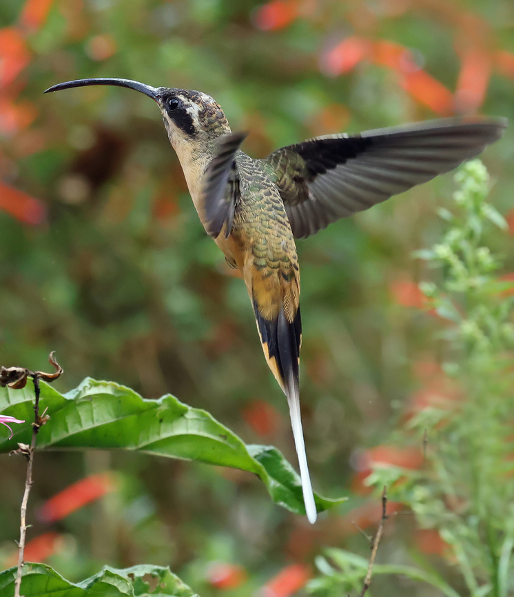 Tawny-bellied Hermit Dapa, Valle del Cauca Phaethornis syrmatophorus,Tawny-bellied hermit
