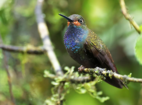 Rufous-gaped Hillstar Anchicaya, Valle del Cauca Rufous-gaped hillstar,Urochroa bougueri