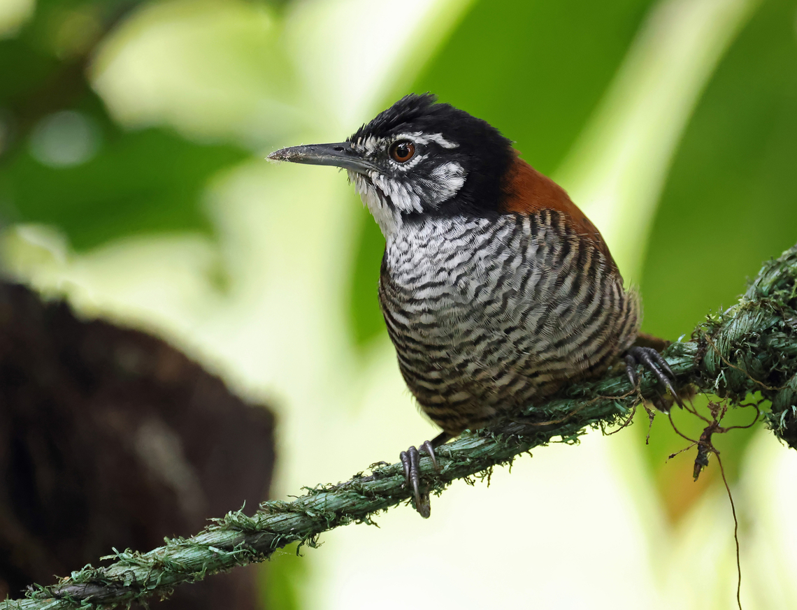 Bay Wren Valle del Cauca Bay wren,Cantorchilus nigricapillus