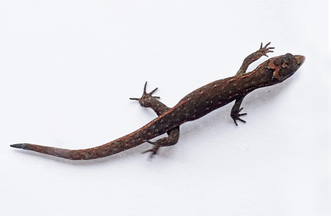 Lepidoblepharis duolepis Dapa, Valle del Cauca<br />
2100m Lepidoblepharis duolepis