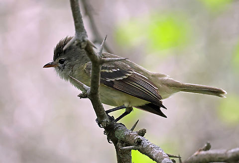 Southern Beardless Tyrannulet Valle del Cauca Camptostoma obsoletum,Southern beardless tyrannulet