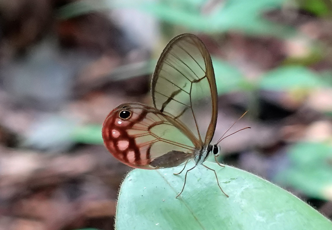 Cithaerias aurorina    Risaralda Department                             Cithaerias aurorina