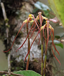 Maxillaria longissima Valle del Cauca
1800m Maxillaria longissima