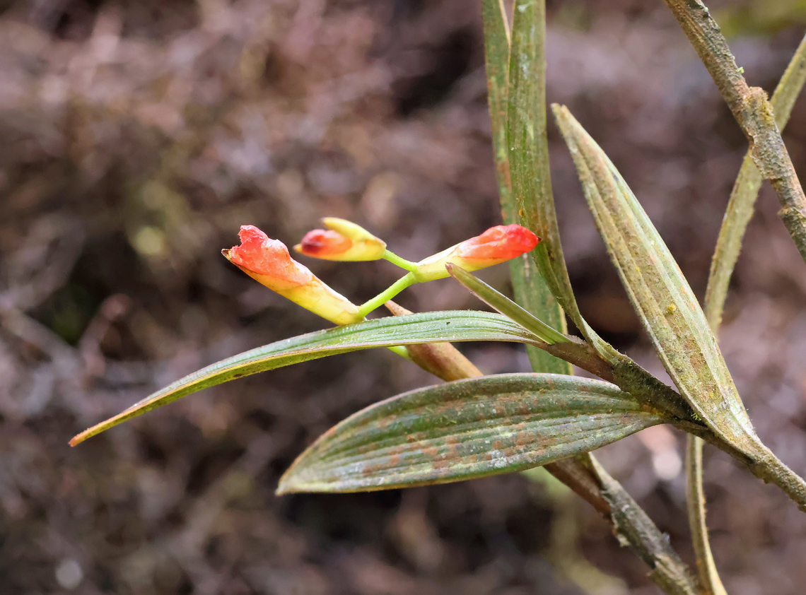 Elleanthus virgatus Valle del Cauca<br />
1800m Elleanthus virgatus