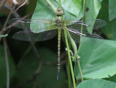Mangrove Darner