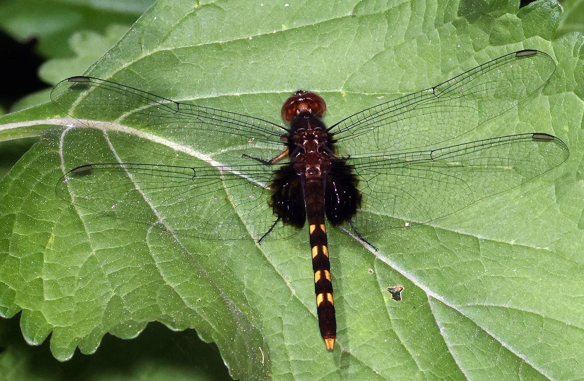 Erythemis attala Trujillo, Valle del Cauca Erythemis attala