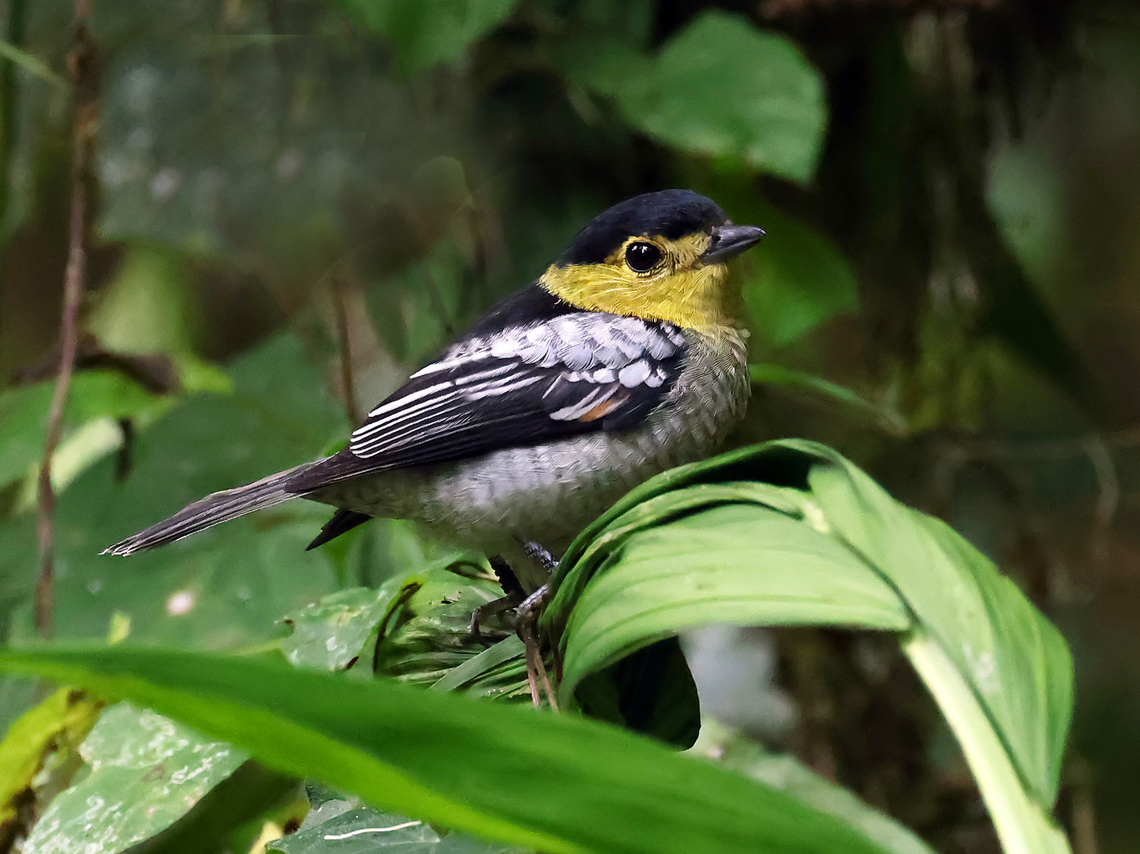 Barred Becard Dapa, Valle del Cauca Barred becard,Pachyramphus versicolor