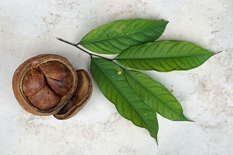 Eschweilera sp. Valle del Cauca
2100m Eschweilera sclerophylla,Eschweilera sp.