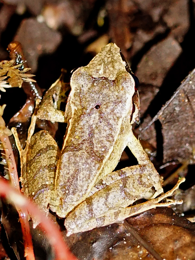Pristimantis thectopternus Valle del Cauca<br />
2100m Northern Cordilleras Robber Frog,Pristimantis thectopternus