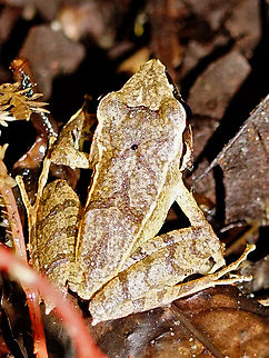 Pristimantis thectopternus Valle del Cauca
2100m Northern Cordilleras Robber Frog,Pristimantis thectopternus